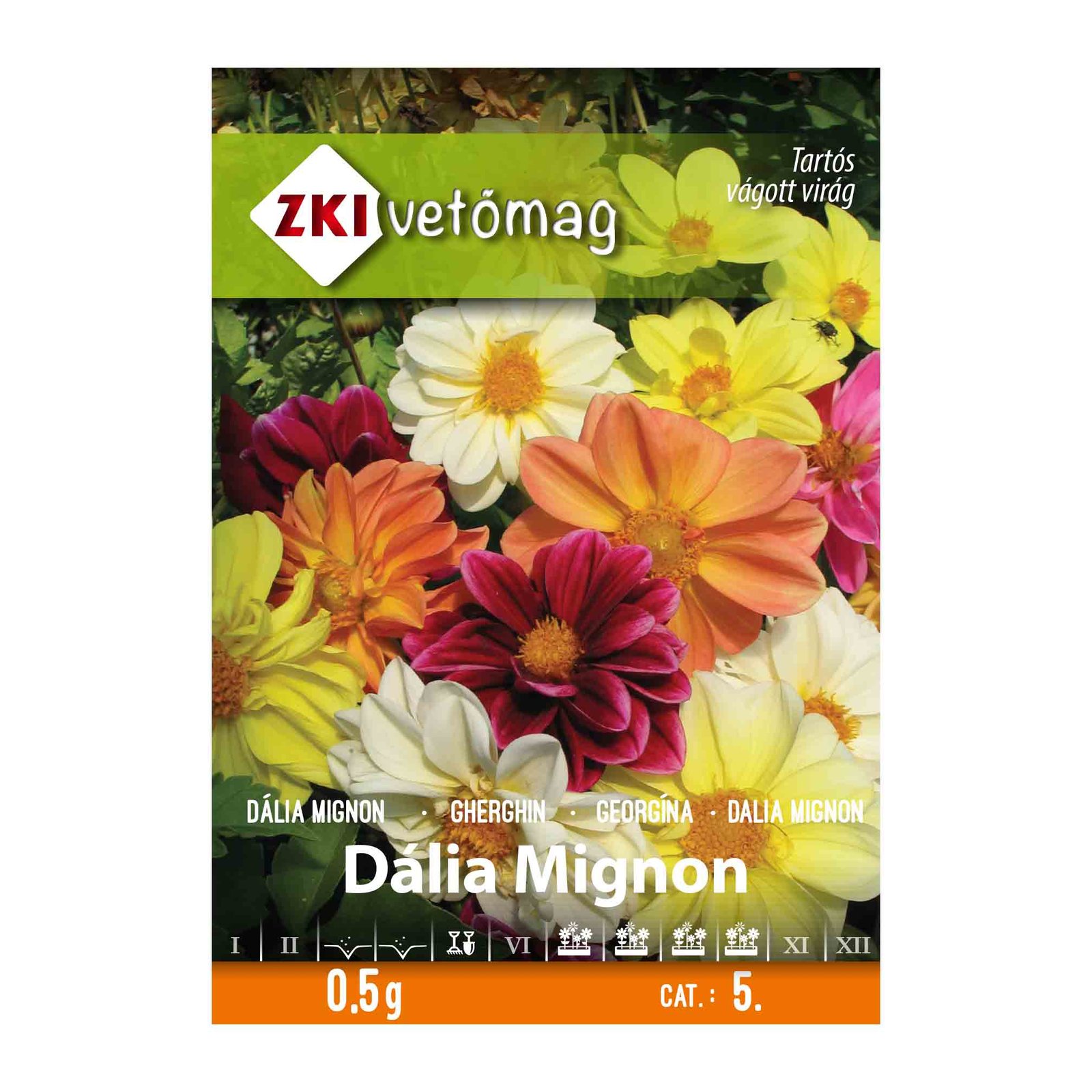 ZKI Dália Mignon (Dahlia pinnata) mag